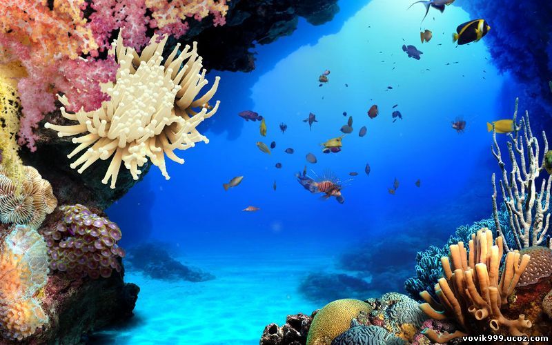 Подводный мир океана 1.04a